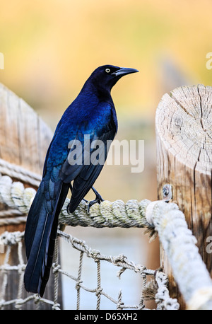 Glossy Starling Bird Foto Stock