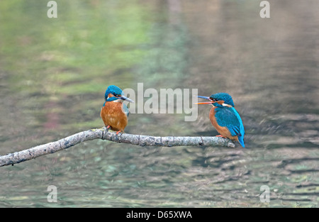 Maschio e femmina di Martin Pescatore Alcedo atthis, appollaiato sul ramo durante il corteggiamento.molla. Regno Unito Foto Stock