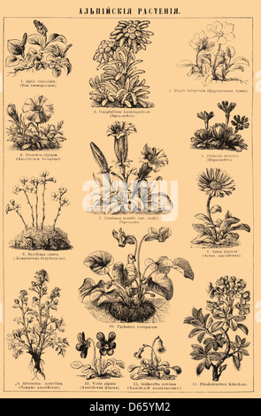 Un'illustrazione botanica del dizionario enciclopedico Brockhaus ed Efron, raffigurante la riproduzione delle piante. L'immagine mostra l'intricato processo di fioritura e propagazione delle piante, con una dettagliata accuratezza botanica tipica delle illustrazioni botaniche del XIX secolo. Foto Stock