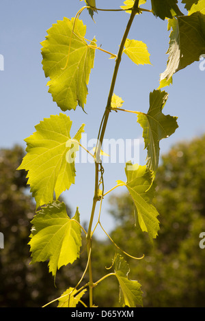 Zandliet tenuta vinicola vigne Robertson western cape Sud Africa Africa Australe Industria enologica Foto Stock