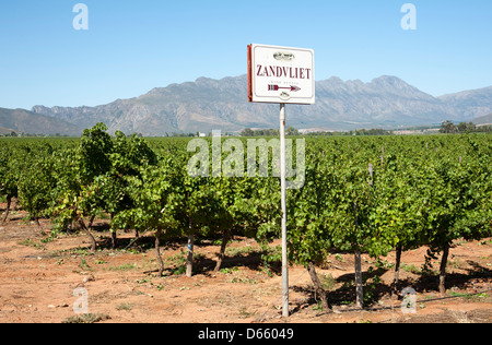 Zandliet tenuta vinicola vigne Robertson western cape Sud Africa Africa Australe Industria enologica Foto Stock