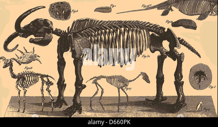Questa immagine mostra un primo piano del dizionario enciclopedico Brockhaus ed Efron, un'importante opera di riferimento russa. L'illustrazione è di pubblico dominio e raffigura uno scheletro, evidenziando la natura enciclopedica di questa risorsa. Foto Stock