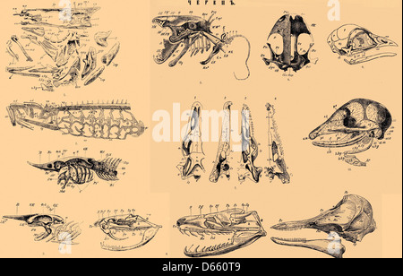 Questa voce del 1907 dal dizionario enciclopedico Brockhaus and Efron fornisce diagrammi anatomici dettagliati, tra cui la mandibola e altre ossa dello scheletro umano, offrendo preziose informazioni sull'anatomia umana. Foto Stock
