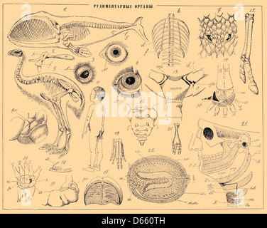 Questa voce del dizionario enciclopedico Brockhaus and Efron fornisce un'illustrazione dell'anatomia umana, concentrandosi sull'anomalia della coda umana. Mette in evidenza la condizione rara in modo dettagliato e informativo. Foto Stock