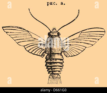 Un'illustrazione del dizionario enciclopedico Brockhaus ed Efron, con un insetto. Questo lavoro, pubblicato in Russia, fa parte di una vasta fonte di riferimento utilizzata per documentare la conoscenza e i fatti scientifici durante l'inizio del XX secolo, compresa l'entomologia. Foto Stock