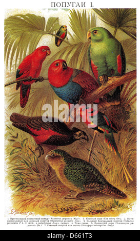 Un'illustrazione dettagliata degli uccelli del Brockhaus e del Dizionario enciclopedico Efron, un'opera completa di riferimento russo. L'immagine mostra varie specie di uccelli, evidenziandone la diversità e le caratteristiche. Foto Stock