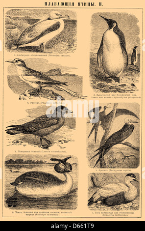 Questa immagine proviene dal dizionario enciclopedico Brockhaus ed Efron e probabilmente illustra varie specie di uccelli. La Brockhaus and Efron Encyclopedia è un'autorevole opera di riferimento russa, con particolare attenzione alle illustrazioni dettagliate e alle voci complete. Foto Stock