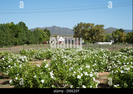 Zandliet tenuta vinicola vigne Robertson western cape Sud Africa Africa Australe Industria enologica Foto Stock