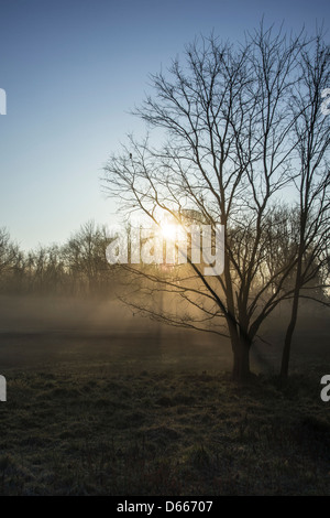 La mattina presto Sun attraverso la nebbia e gli alberi Foto Stock