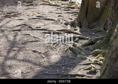 Esposta la struttura di radice di un grande albero.Il topsoil è stato lavato via dalle inondazioni. Foto Stock