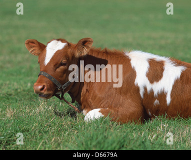 Guernsey vitello in campo, San Salvatore, Guernsey, Isole del Canale Foto Stock