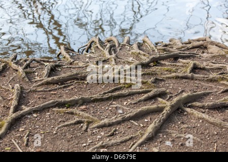 Esposta la struttura di radice di un grande albero.Il topsoil è stato lavato via dalle inondazioni. Foto Stock