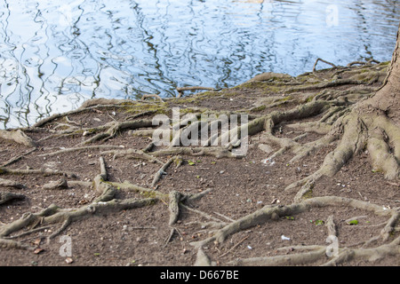 Esposta la struttura di radice di un grande albero.Il topsoil è stato lavato via dalle inondazioni. Foto Stock