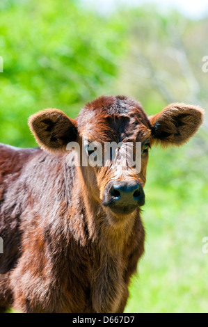 Da vicino il colpo di marrone vitello neonato. Foto Stock