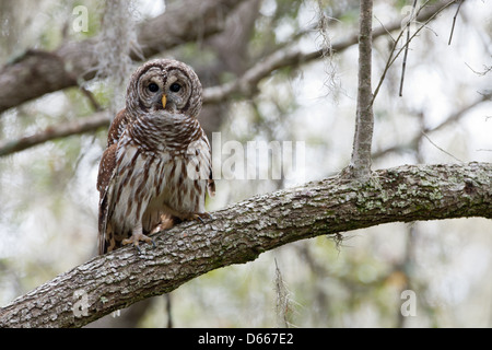 Gufo Barred che si aggirano in Oak Tree uccelli raptor raptors natura fauna ambiente Foto Stock