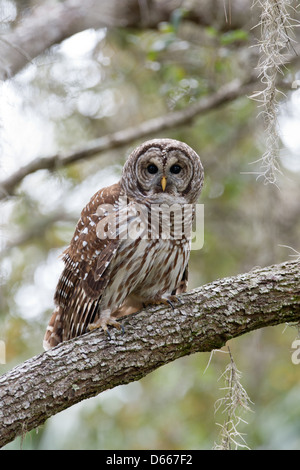 Gufo Barred che arrocca in Oak Tree uccelli raptor raptors natura fauna ambiente verticale Foto Stock