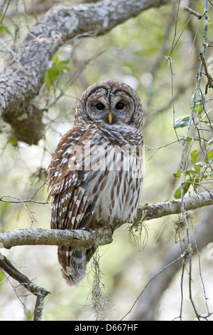 Gufo Barred che arrocca in Oak Tree uccelli raptor raptors natura fauna ambiente verticale Foto Stock