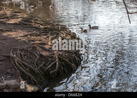 Esposta la struttura di radice di un grande albero.Il topsoil è stato lavato via dalle inondazioni. Foto Stock