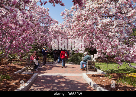 Piattino albero di magnolia in piena fioritura (x Magnolia soulangeana) della Magnoliacee Foto Stock