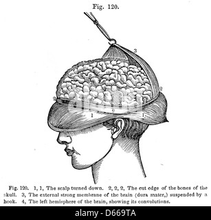 Un trattato di anatomia, fisiologia e igiene .. (1849) Foto Stock