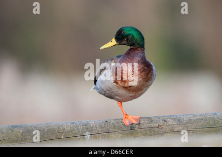 Un maschio di Mallard duck saldi su una gamba mentre guardando sopra la spalla Foto Stock