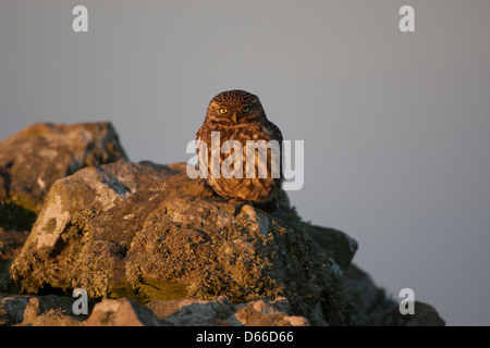 Athene noctua - Piccolo gufo appollaiato sulla cima di una stalattite parete Foto Stock