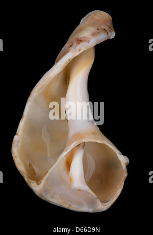 Ancora come indossato buccino shell, sfondo nero, studio illuminazione, altamente dettagliata Foto Stock