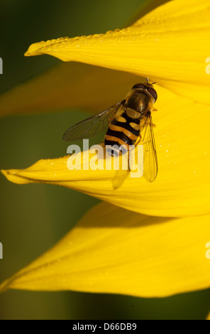 Close up di un Hoverfly su un petalo di girasole Foto Stock