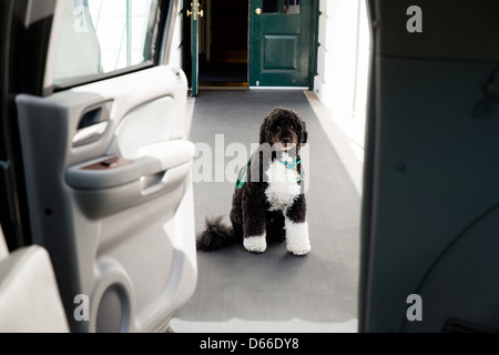 Bo, Obama cane di famiglia, attende la First Lady Michelle Obama sulla South Lawn carraio prima di uscire di casa bianca Marzo 20, 2013 a Washington, DC. Bo accompagnato la sig.ra Obama durante la sua visita al Maryland Fisher Casa IV presso la Walter Reed Militare Nazionale Medical Center di Bethesda, Md. Foto Stock