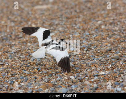 Recurvirostra avosetta - Avocet feigning pregiudizio per distogliere l'attenzione dal sito di nido Foto Stock