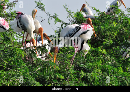 Dipinto indiano Stork ( Mycteria leucocephala ) Foto Stock
