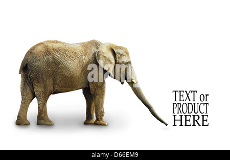 Corpo completo di elefante africano isolati su sfondo bianco Foto Stock