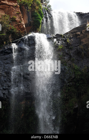 Un alto Walter cascata trovata all'interno di Walter Sisulu Giardini Botanici di Johannesburg. Foto Stock