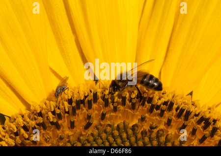 Close up di un Hoverfly per raccogliere il polline in un girasole Foto Stock