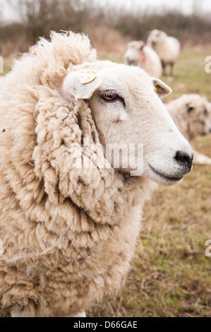 Fattoria Vowley Royal Wootton Bassett Wilts lanosi pecora pecora facce bianco faccia Lleyn o Dafad Llyn Welsh razza di carne & lana dettaglio campo vicino la vista laterale Foto Stock