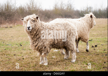 Fattoria Vowley Royal Wootton Bassett Wilts pecora pecore nel campo rari Cotswold culle Cotes Lion razza famosa per la sua carne e lana Foto Stock