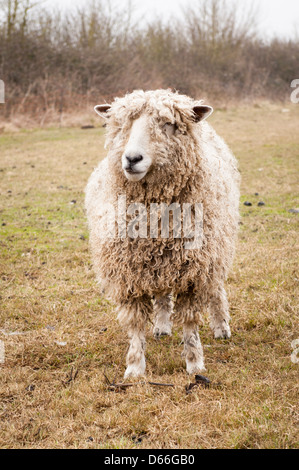 Fattoria Vowley Royal Wootton Bassett Wilts pecora pecore nel campo rari Cotswold culle Cotes Lion razza famosa per la sua carne e lana Foto Stock