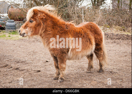 Fattoria Vowley Royal Wootton Bassett Wilts carino marrone sabbia miniatura mini pony Shetland cavallo nel paddock di profilo Foto Stock