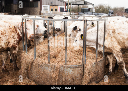 Fattoria Vowley , Royal Wootton Bassett , Wilts , British Bianchi bianco mucca mucche bull i tori di allevamento di bestiame nel paddock di mangiare il fieno manger Foto Stock