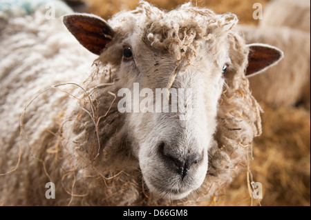 Fattoria Vowley Royal Wootton Bassett Wilts pecora pecore del lavoro del lavoro maternità pen fienile rari Cotswold culle Cotes Lion carne di razza lana Foto Stock