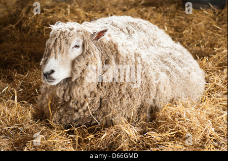 Fattoria Vowley Royal Wootton Bassett Wilts pecora pecore del lavoro del lavoro maternità pen fienile rari Cotswold culle Cotes Lion carne di razza lana Foto Stock