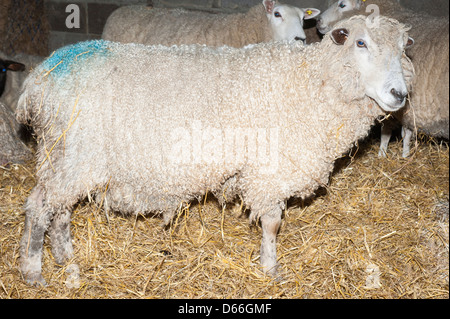 Fattoria Vowley Royal Wootton Bassett Wilts pecora pecore del lavoro del lavoro maternità penna Lleyn granaio o Dafad Llyn Welsh razza di carne & lana Foto Stock