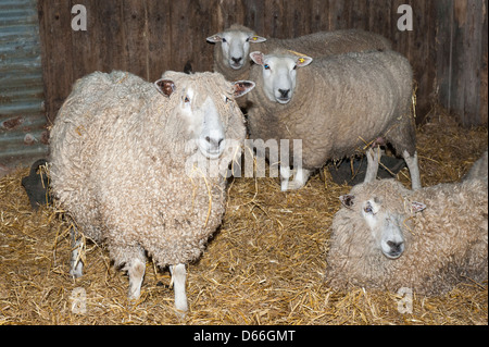 Fattoria Vowley Royal Wootton Bassett Wilts pecora pecore del lavoro del lavoro maternità pen fienile rari Cotswold culle Cotes Lion carne di razza lana Foto Stock