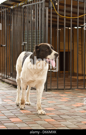 In Asia centrale il cane pastore sullo sfondo della sua gabbia Foto Stock