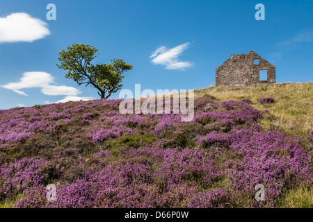 Heather & Croft rovine sulla Cairn O' montare in Aberdeenshire, Scozia. Foto Stock