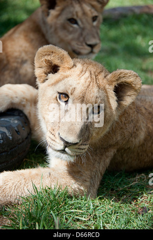 Due cuccioli di leone con un auto pneumatico appoggiata sull'erba . Antelope Park, Zimbabwe, Africa. Foto Stock