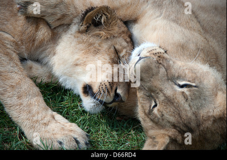 Due lion cubs giacciono sull'erba di riposo. Antelope Park, Zimbabwe, Africa. Foto Stock