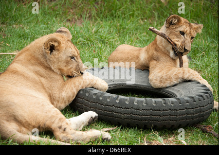 Lion cubs giocare con pneumatici auto nel Parco di antilope, Zimbabwe. Foto Stock