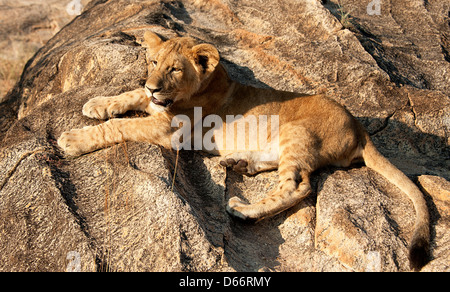 Lion cub in appoggio sulle rocce al sole. Antelope Park, Zimbabwe Africa Foto Stock
