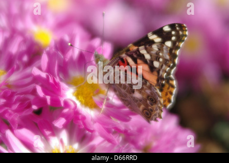 Farfalla posata sulla caduta rosa mamme in piena fioritura. Foto Stock